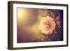 Sunset Flower-Alexey Rumyantsev-Framed Photographic Print