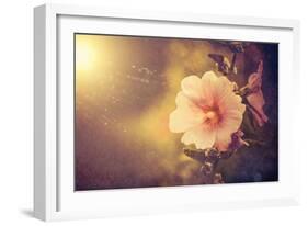 Sunset Flower-Alexey Rumyantsev-Framed Photographic Print