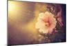 Sunset Flower-Alexey Rumyantsev-Mounted Photographic Print