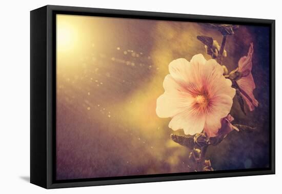 Sunset Flower-Alexey Rumyantsev-Framed Stretched Canvas