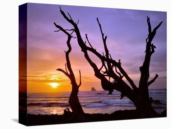 Sunset Framed by Driftwood, Cape Meares, Oregon, USA-Jaynes Gallery-Stretched Canvas