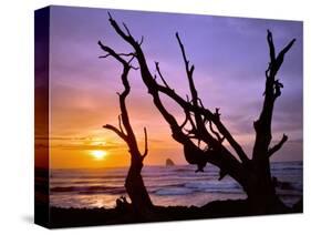 Sunset Framed by Driftwood, Cape Meares, Oregon, USA-Jaynes Gallery-Stretched Canvas