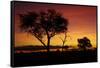 Sunset from Ngweshla Camp, Hwange National Park, Zimbabwe, Africa-David Wall-Framed Stretched Canvas