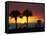 Sunset from Siesta Beach, Siesta Key, Sarasota, Florida, United States of America, North America-Tomlinson Ruth-Framed Stretched Canvas
