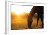 Sunset Grazing I-Donnie Quillen-Framed Art Print