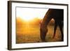 Sunset Grazing I-Donnie Quillen-Framed Art Print