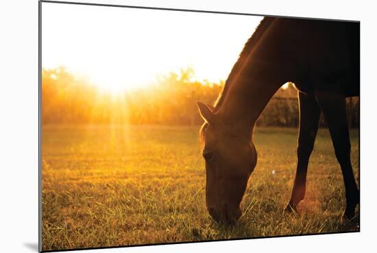 Sunset Grazing I-Donnie Quillen-Mounted Art Print