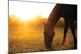 Sunset Grazing I-Donnie Quillen-Mounted Art Print