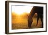 Sunset Grazing I-Donnie Quillen-Framed Art Print