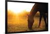 Sunset Grazing I-Donnie Quillen-Framed Art Print