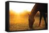 Sunset Grazing I-Donnie Quillen-Framed Stretched Canvas