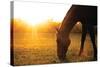 Sunset Grazing I-Donnie Quillen-Stretched Canvas