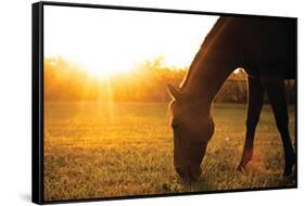 Sunset Grazing I-Donnie Quillen-Framed Stretched Canvas