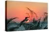 Sunset Gull and Fronds-Robert Goldwitz-Stretched Canvas