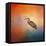 Sunset Heron-Jai Johnson-Framed Stretched Canvas