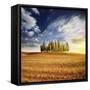 Sunset in a Golden Field with a Row of Cypress Trees, Italy, Tuscany-null-Framed Stretched Canvas