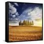 Sunset in a Golden Field with a Row of Cypress Trees, Italy, Tuscany-null-Framed Stretched Canvas
