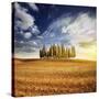 Sunset in a Golden Field with a Row of Cypress Trees, Italy, Tuscany-null-Stretched Canvas
