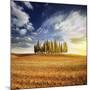 Sunset in a Golden Field with a Row of Cypress Trees, Italy, Tuscany-null-Mounted Photographic Print