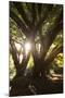 Sunset in Ibirapuera Park with People Resting on a Tree-Alex Saberi-Mounted Premium Photographic Print