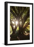 Sunset in Ibirapuera Park with People Resting on a Tree-Alex Saberi-Framed Photographic Print