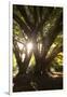 Sunset in Ibirapuera Park with People Resting on a Tree-Alex Saberi-Framed Photographic Print