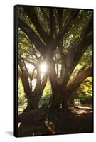Sunset in Ibirapuera Park with People Resting on a Tree-Alex Saberi-Framed Stretched Canvas