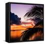 Sunset in Paradise - Florida-Philippe Hugonnard-Framed Stretched Canvas