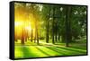 Sunset in Park with Trees and Green Grass-Dudarev Mikhail-Framed Stretched Canvas