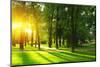 Sunset in Park with Trees and Green Grass-Dudarev Mikhail-Mounted Photographic Print