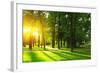 Sunset in Park with Trees and Green Grass-Dudarev Mikhail-Framed Photographic Print