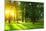 Sunset in Park with Trees and Green Grass-Dudarev Mikhail-Mounted Photographic Print