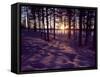 Sunset in Pine Forest in Jekkele, Sweden-Mark Hannaford-Framed Stretched Canvas