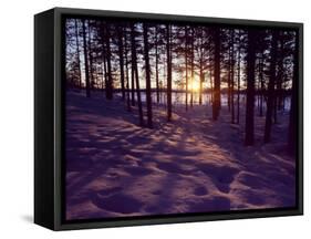 Sunset in Pine Forest in Jekkele, Sweden-Mark Hannaford-Framed Stretched Canvas