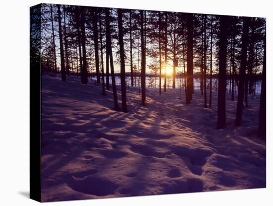 Sunset in Pine Forest in Jekkele, Sweden-Mark Hannaford-Stretched Canvas