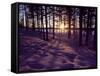 Sunset in Pine Forest in Jekkele, Sweden-Mark Hannaford-Framed Stretched Canvas