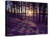 Sunset in Pine Forest in Jekkele, Sweden-Mark Hannaford-Stretched Canvas