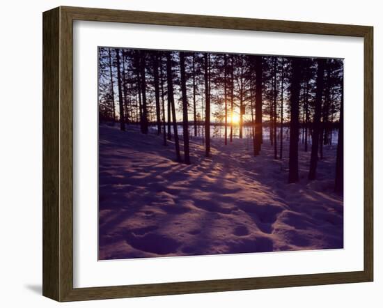 Sunset in Pine Forest in Jekkele, Sweden-Mark Hannaford-Framed Photographic Print