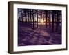 Sunset in Pine Forest in Jekkele, Sweden-Mark Hannaford-Framed Photographic Print