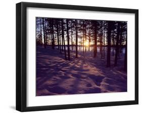 Sunset in Pine Forest in Jekkele, Sweden-Mark Hannaford-Framed Photographic Print