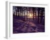 Sunset in Pine Forest in Jekkele, Sweden-Mark Hannaford-Framed Photographic Print