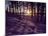Sunset in Pine Forest in Jekkele, Sweden-Mark Hannaford-Mounted Photographic Print