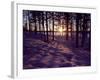 Sunset in Pine Forest in Jekkele, Sweden-Mark Hannaford-Framed Photographic Print