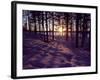 Sunset in Pine Forest in Jekkele, Sweden-Mark Hannaford-Framed Photographic Print