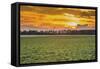 Sunset in the Field-Alexandr Savchuk-Framed Stretched Canvas