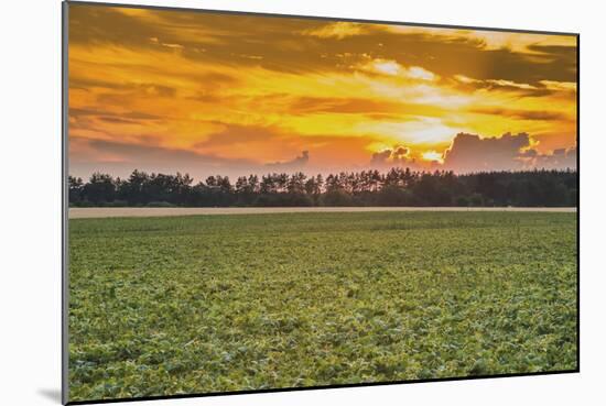 Sunset in the Field-Alexandr Savchuk-Mounted Photographic Print