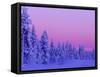 Sunset in the Lappish Winter, Finland-Daisy Gilardini-Framed Stretched Canvas