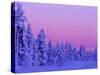 Sunset in the Lappish Winter, Finland-Daisy Gilardini-Stretched Canvas