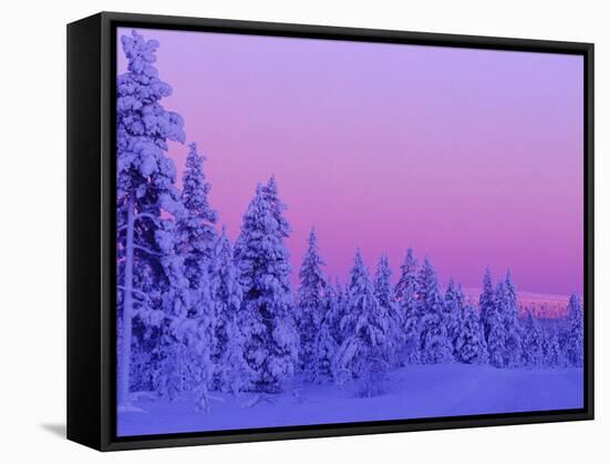 Sunset in the Lappish Winter, Finland-Daisy Gilardini-Framed Stretched Canvas