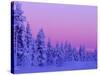 Sunset in the Lappish Winter, Finland-Daisy Gilardini-Stretched Canvas